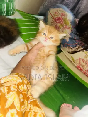 ১-৩ মাস বয়সী পুরুষ বিশুদ্ধ পার্সিয়ান বিড়াল