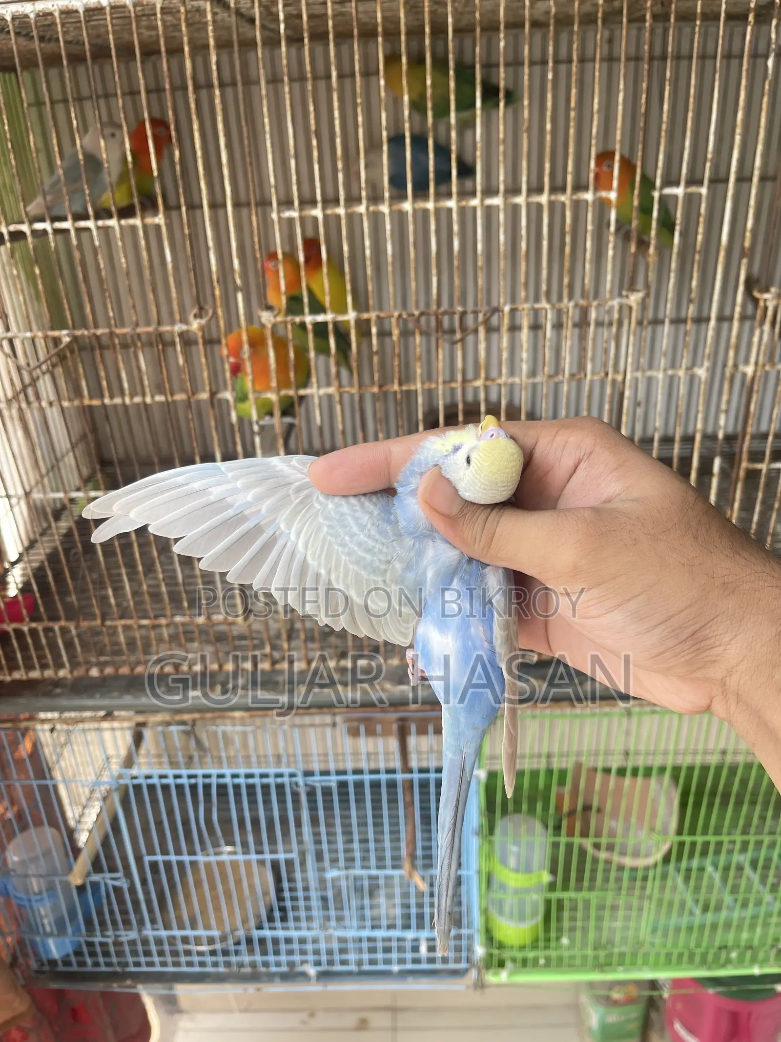 Rainbow Pair