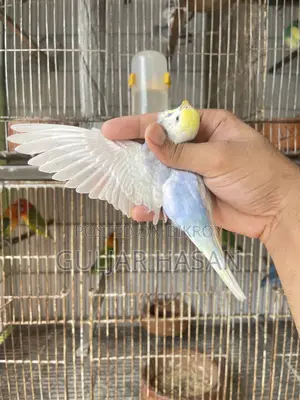 Rainbow Pair