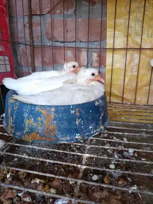 Good quality Lotan pigeon chicks for sale
