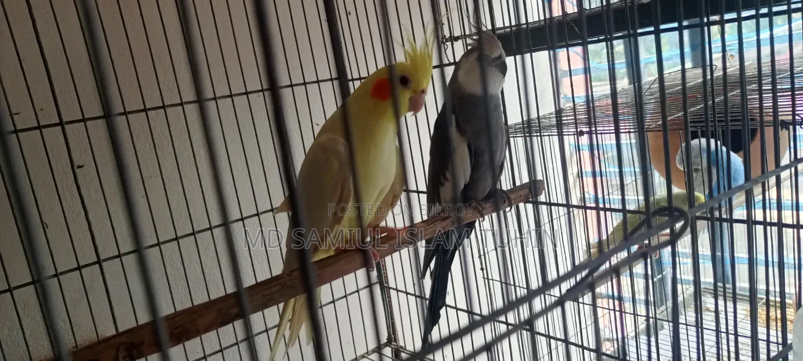 Running Cockatiel for sale.