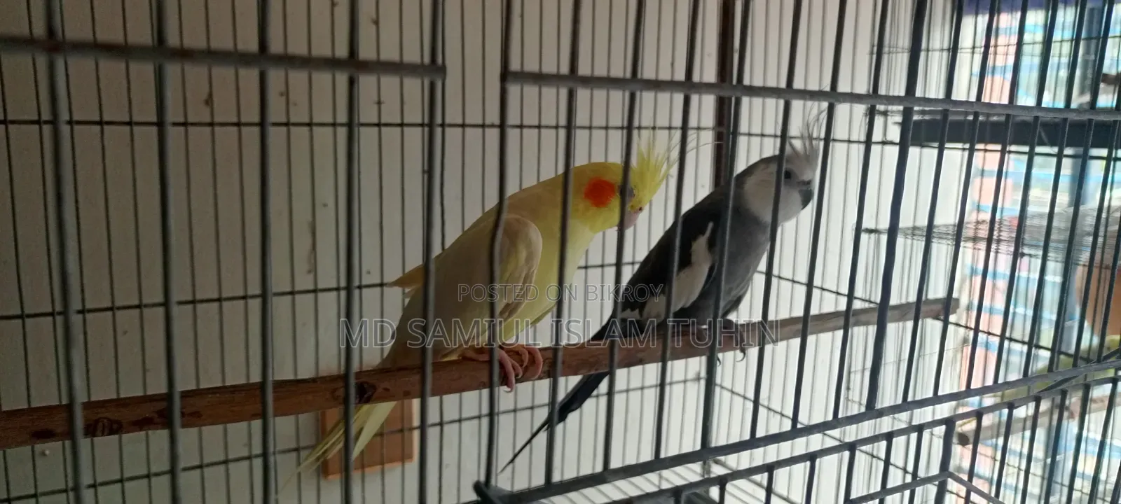 Running Cockatiel for sale.