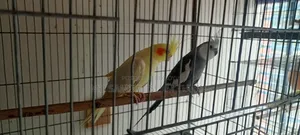 Running Cockatiel for sale.