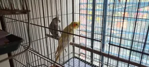 Running Cockatiel for sale.