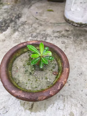 পটে সেটাপ পিংক কালার এডেনিয়াম গাছ