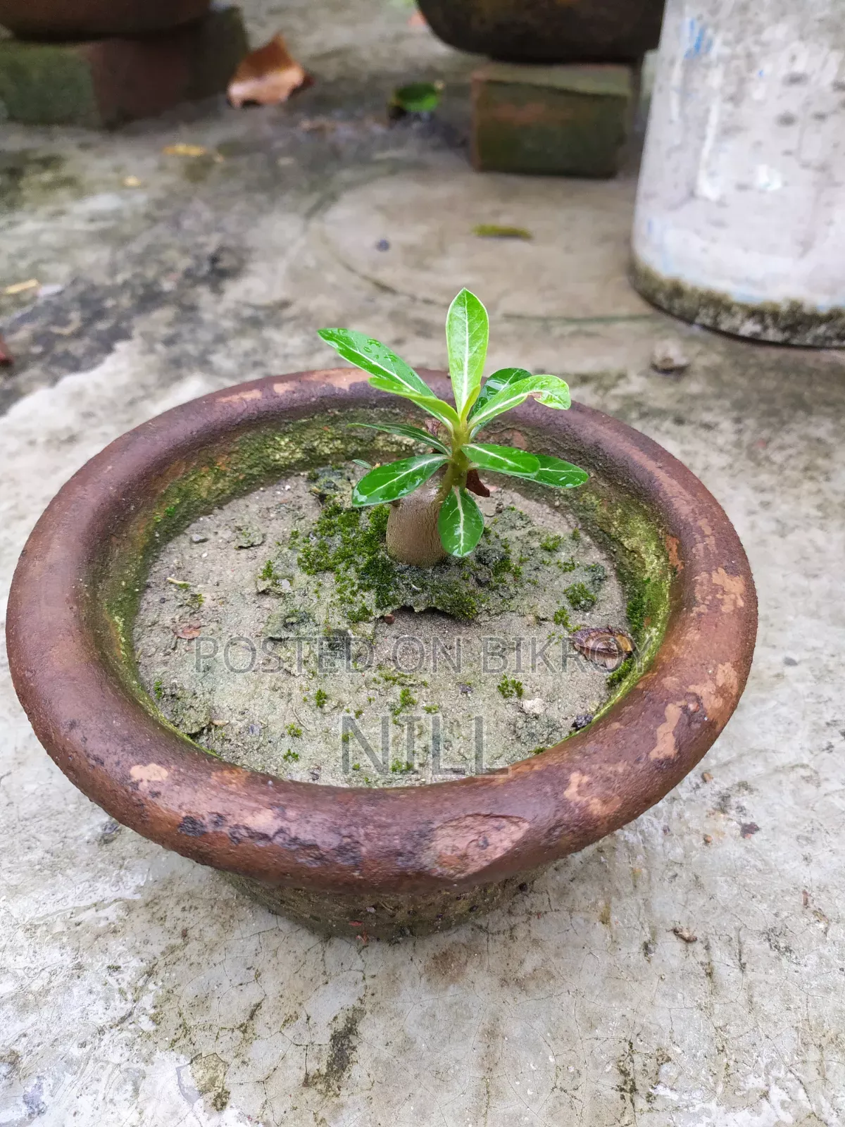 Pot-set Pink Color Adenium Plant