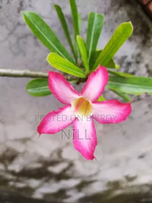 Pot-set Pink Color Adenium Plant