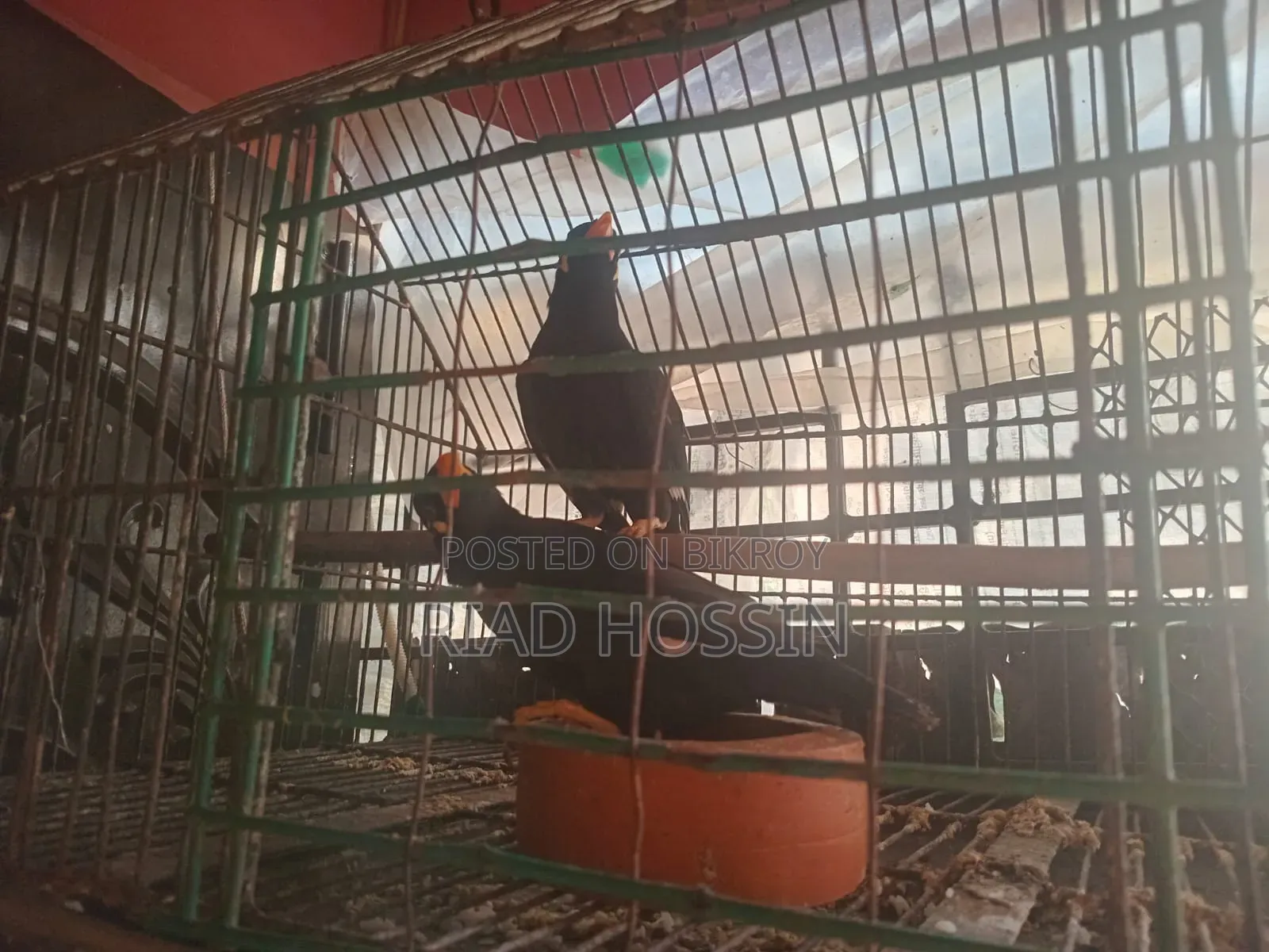 Talking Myna