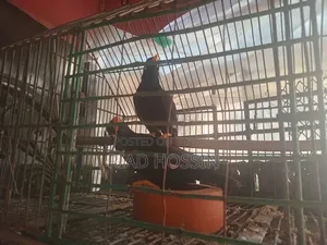 Talking Myna