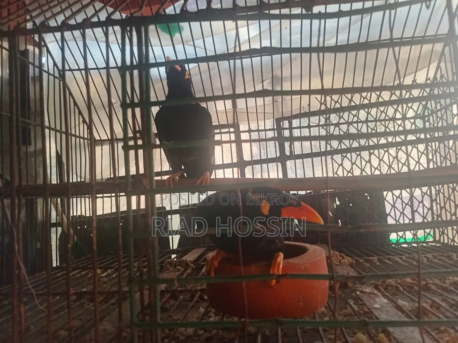 Talking Myna
