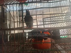Talking Myna