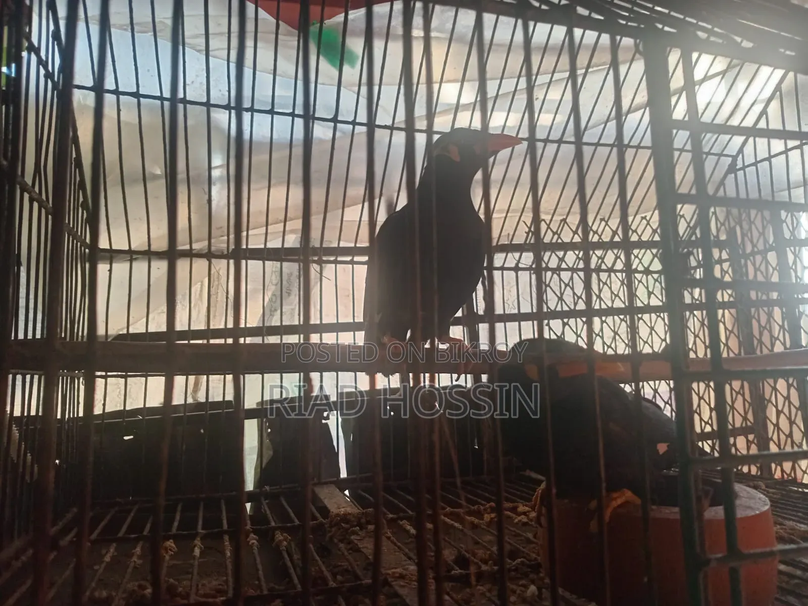Talking Myna