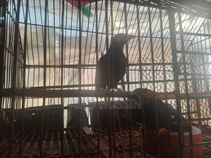 Talking Myna