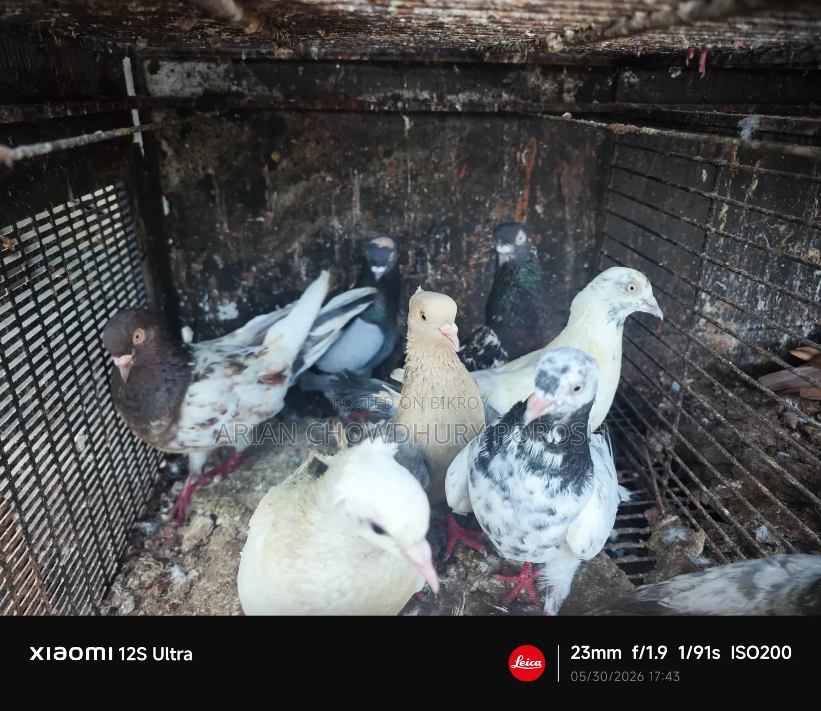 Pigeon Sale