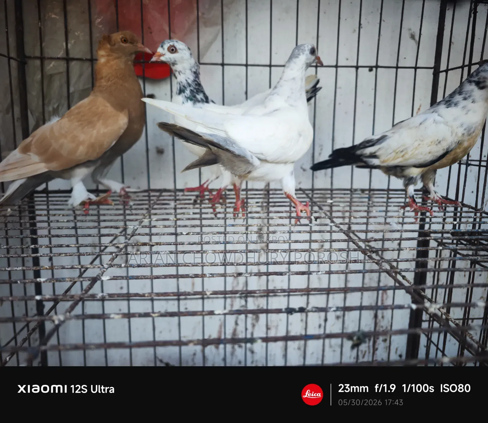 Pigeon Sale