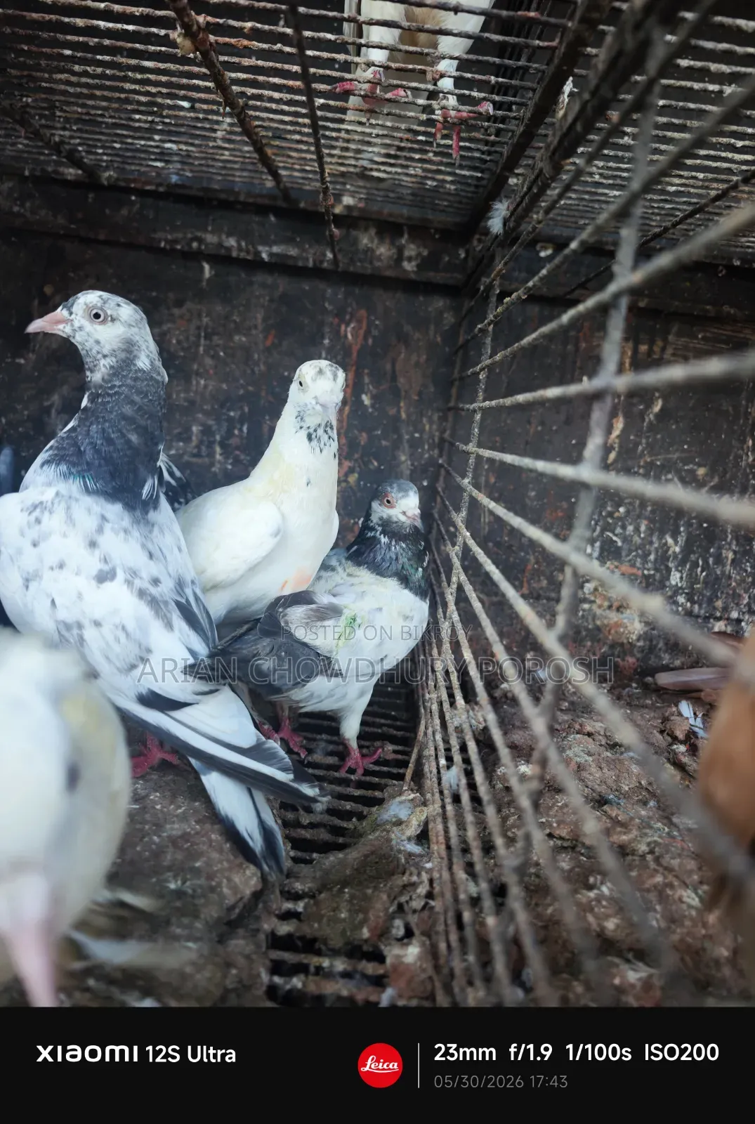 Pigeon Sale
