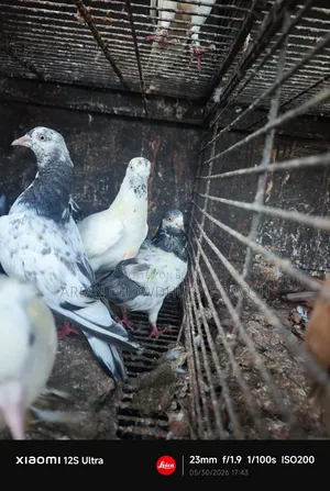 Pigeon Sale