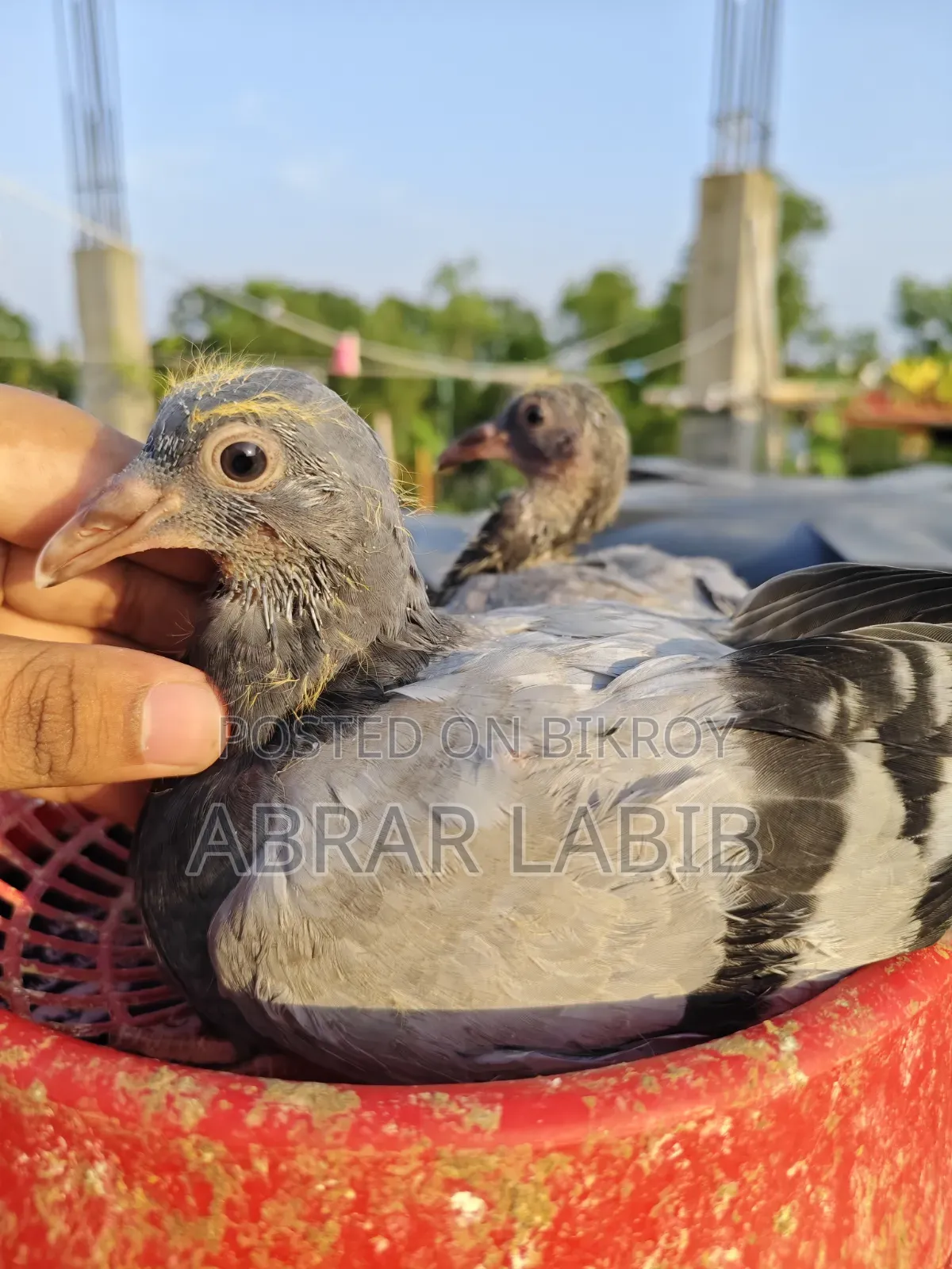 কবুতর বিক্রি হবে