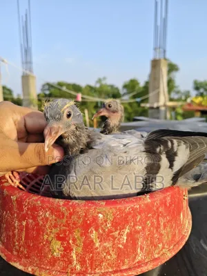 কবুতর বিক্রি হবে
