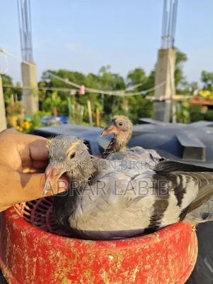কবুতর বিক্রি হবে