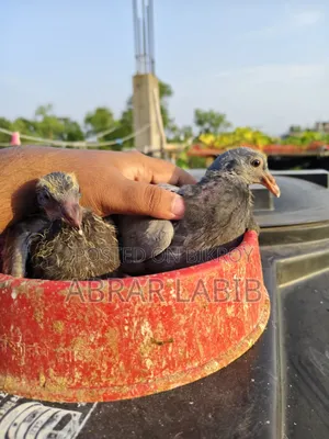 কবুতর বিক্রি হবে