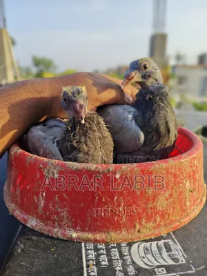 কবুতর বিক্রি হবে