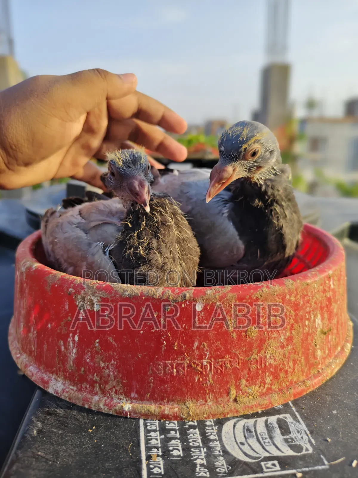 কবুতর বিক্রি হবে