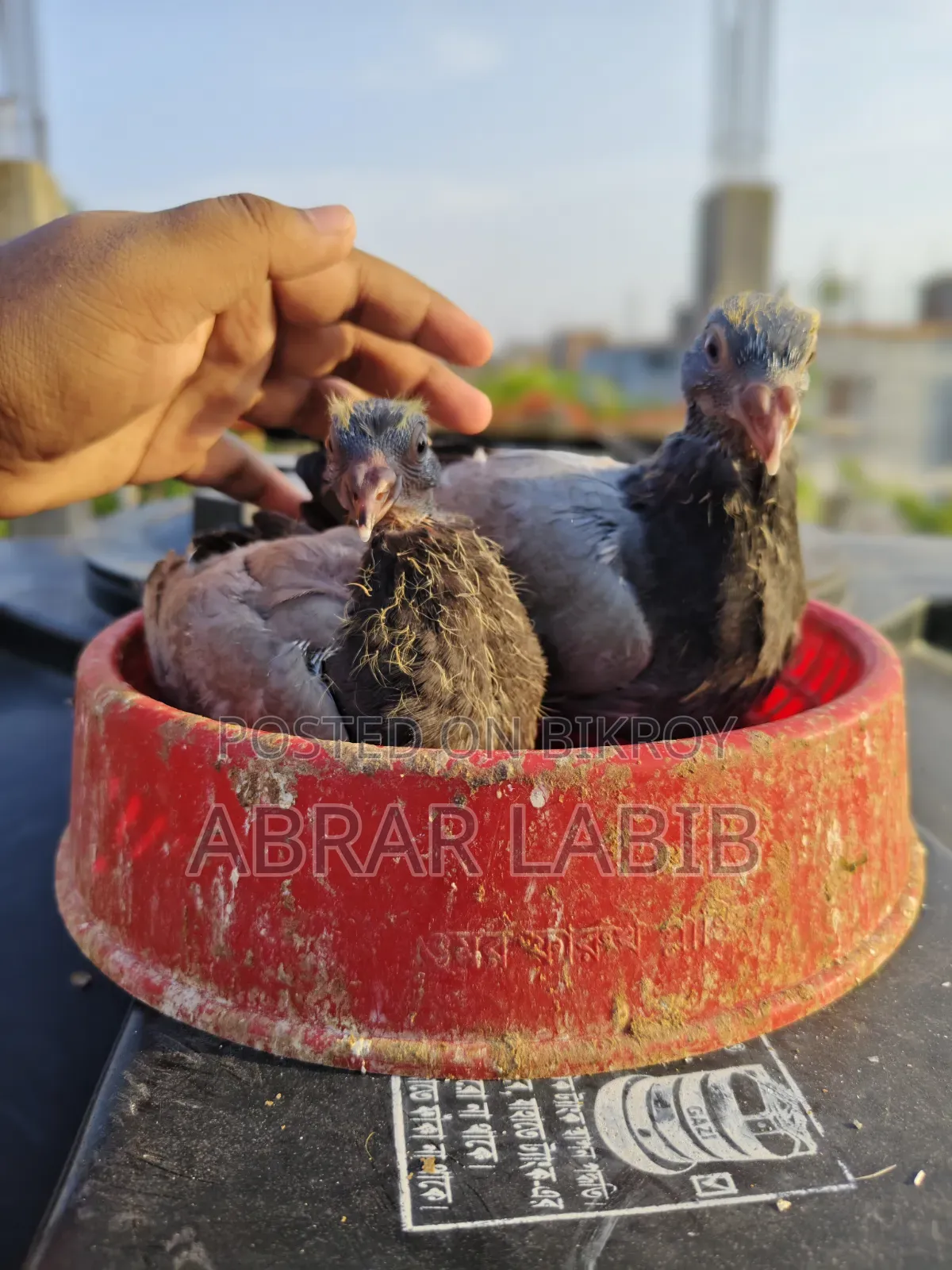 কবুতর বিক্রি হবে