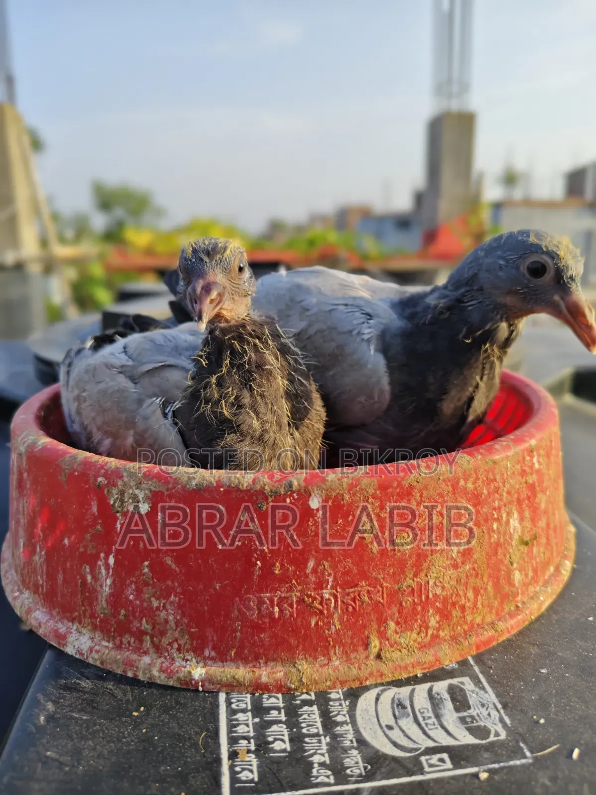 কবুতর বিক্রি হবে