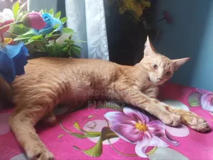 ৬-১২ মাস বয়সী পুরুষ মিশ্র জাতের পার্সিয়ান