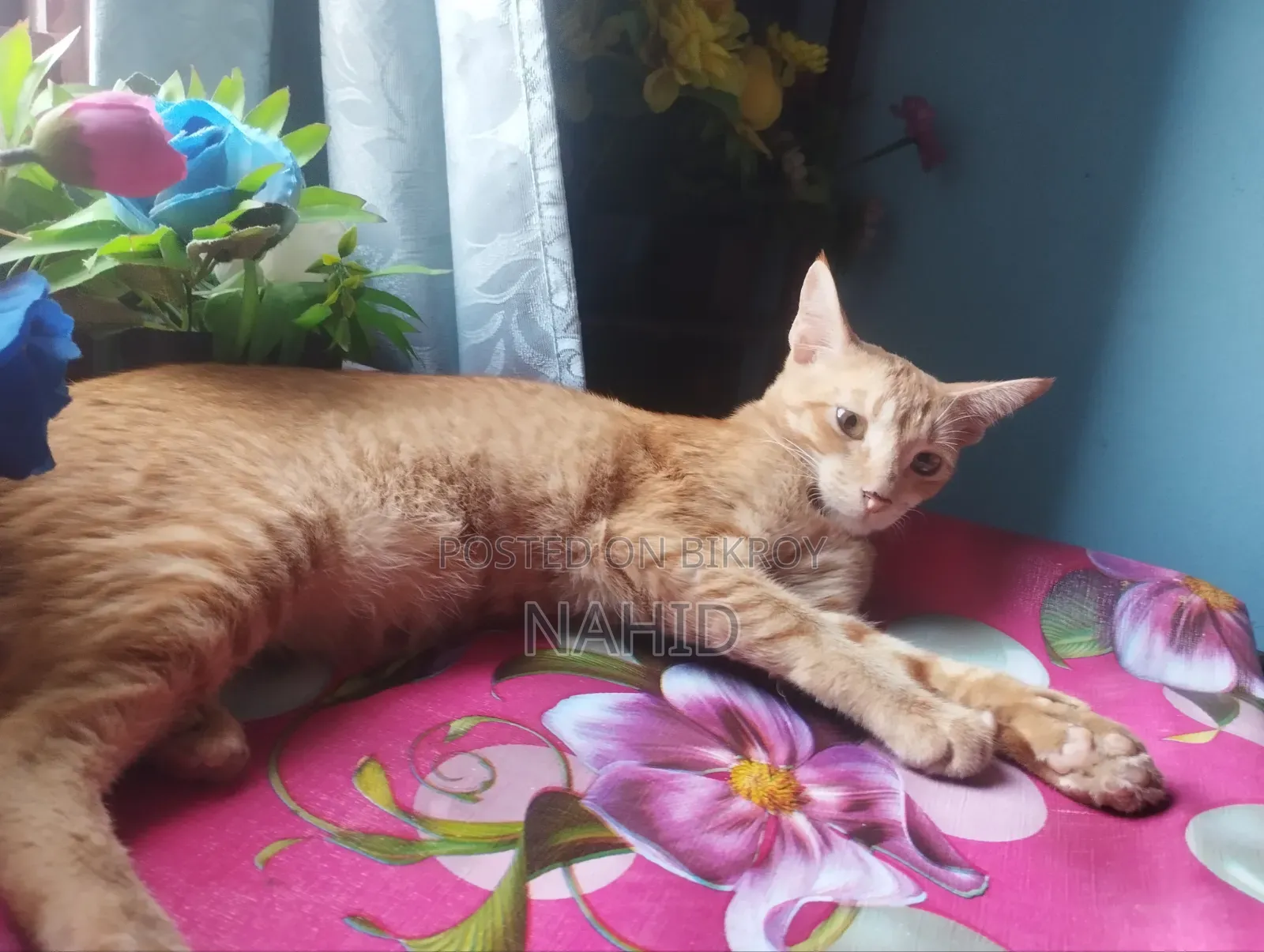 6-12 Months Male Mixed Breed Persian