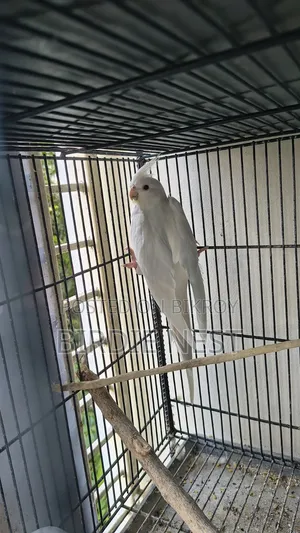 Cockatiel Running Pair