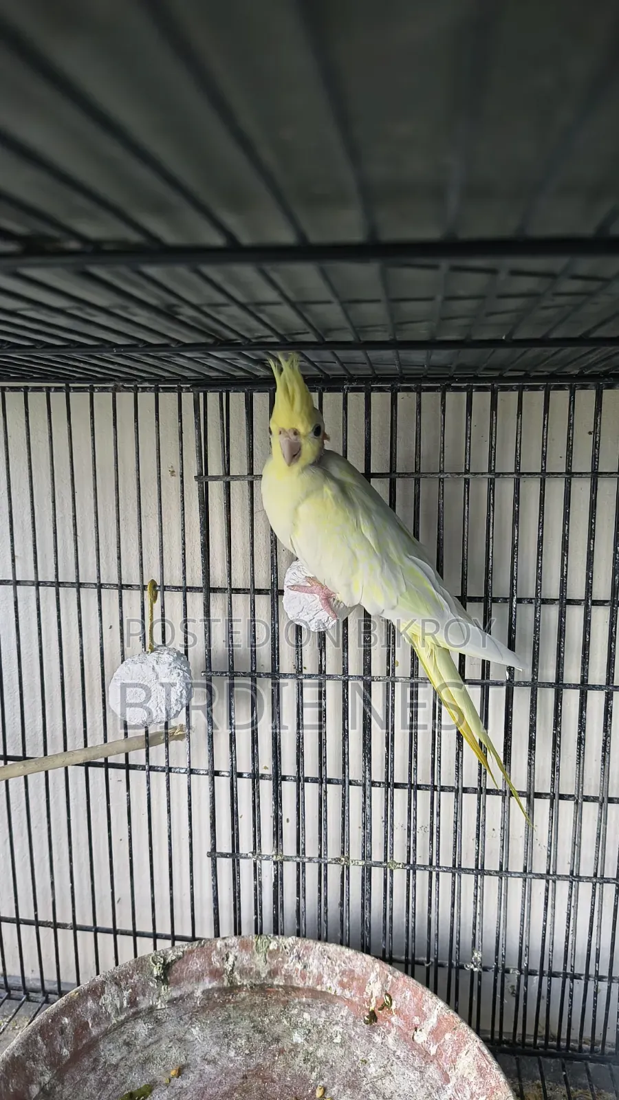 Cockatiel Running Pair