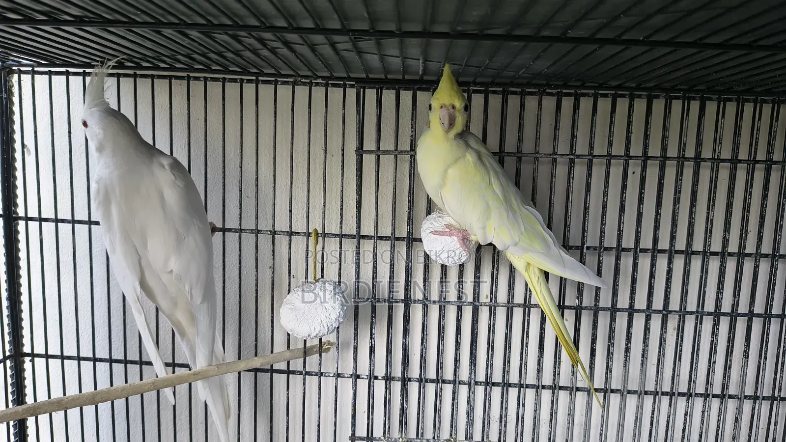 Cockatiel Running Pair