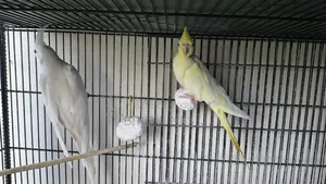 Cockatiel Running Pair