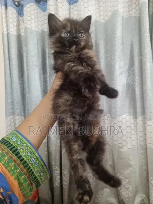 ১-৩ মাস বয়সী খাঁটি পার্সিয়ান বিড়াল