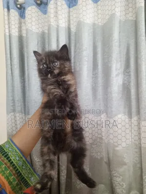 ১-৩ মাস বয়সী খাঁটি পার্সিয়ান বিড়াল