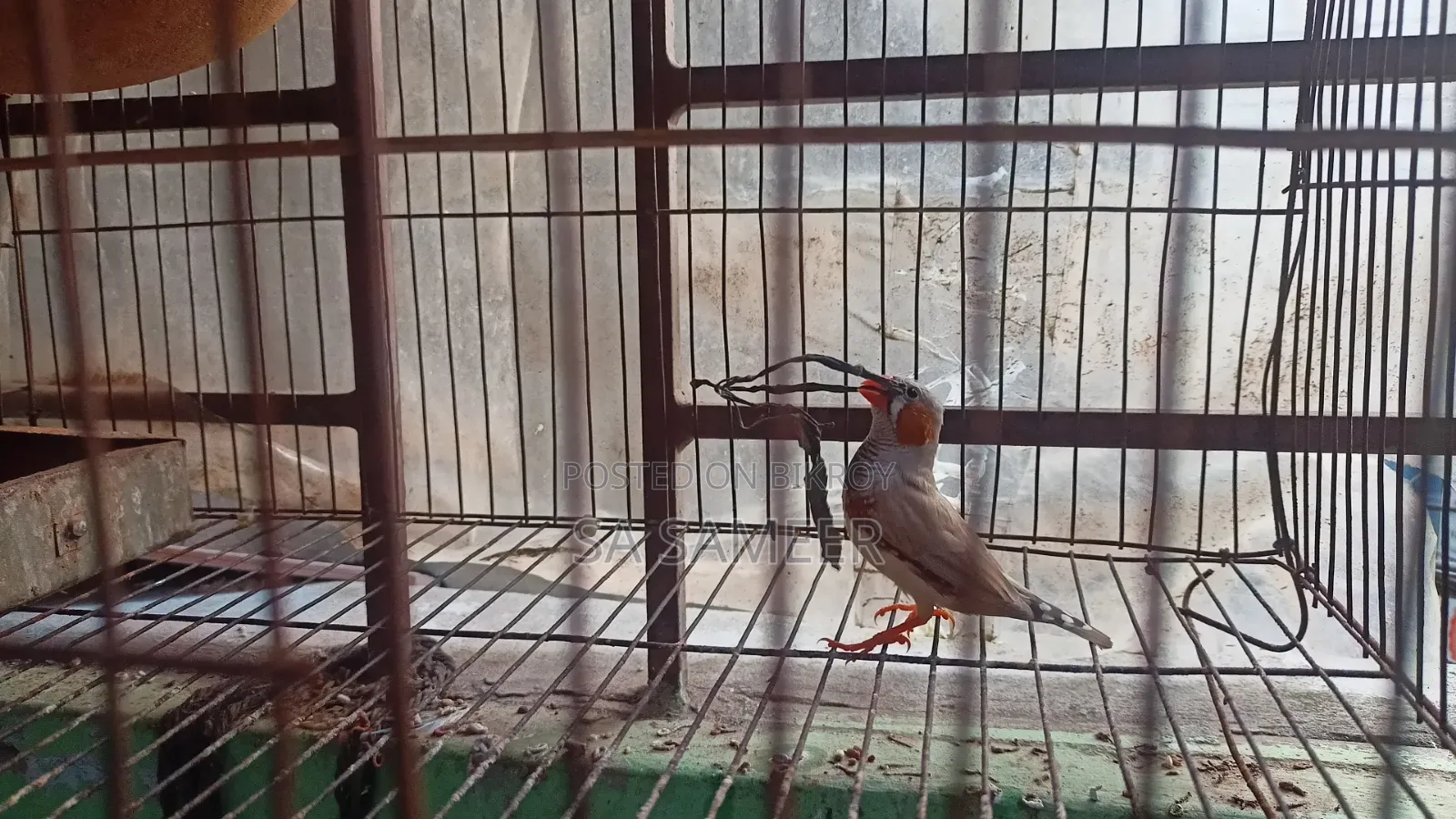 Zebra Finch