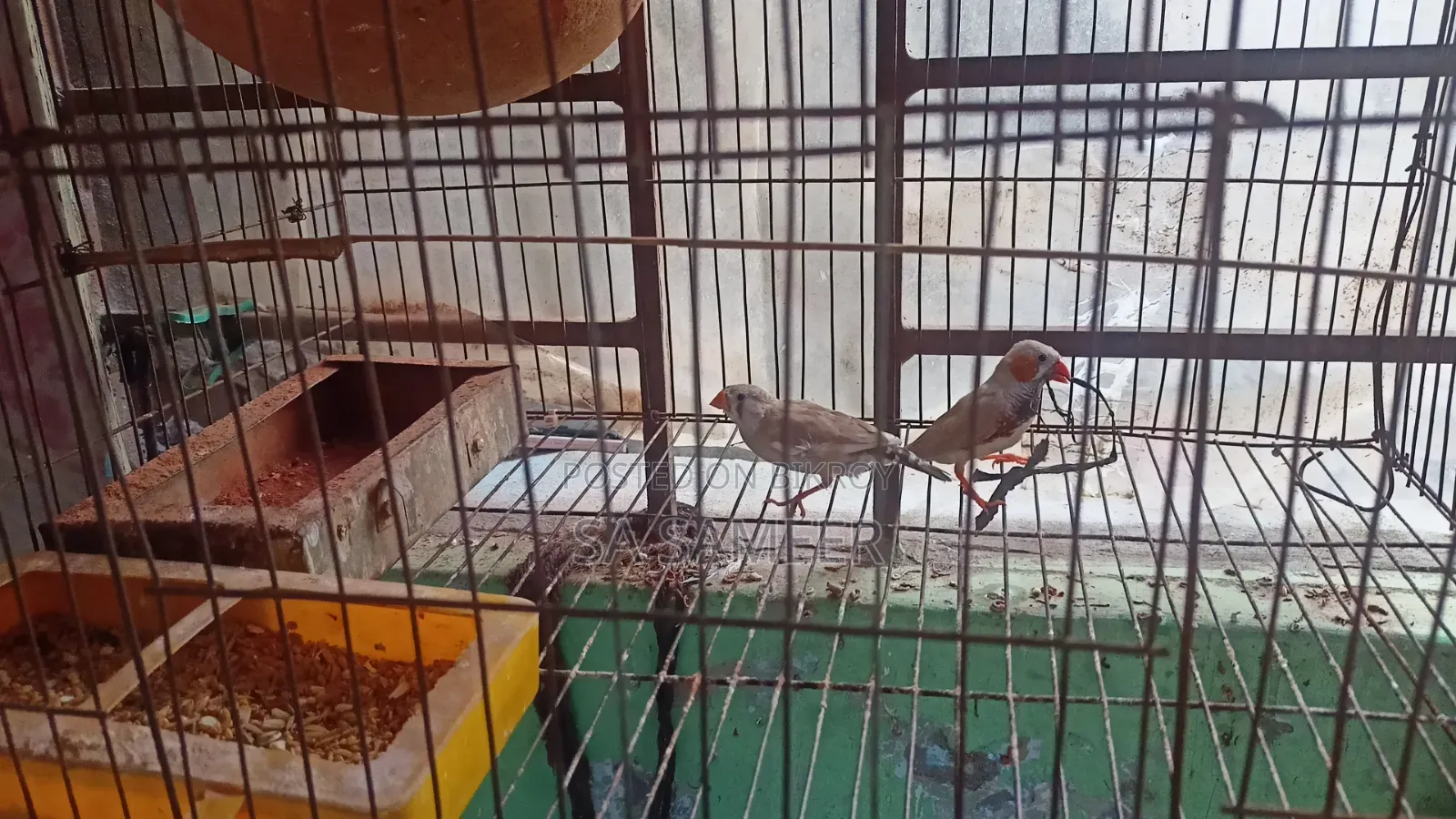 Zebra Finch
