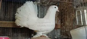 Lakka Noor Pigeon for sale
