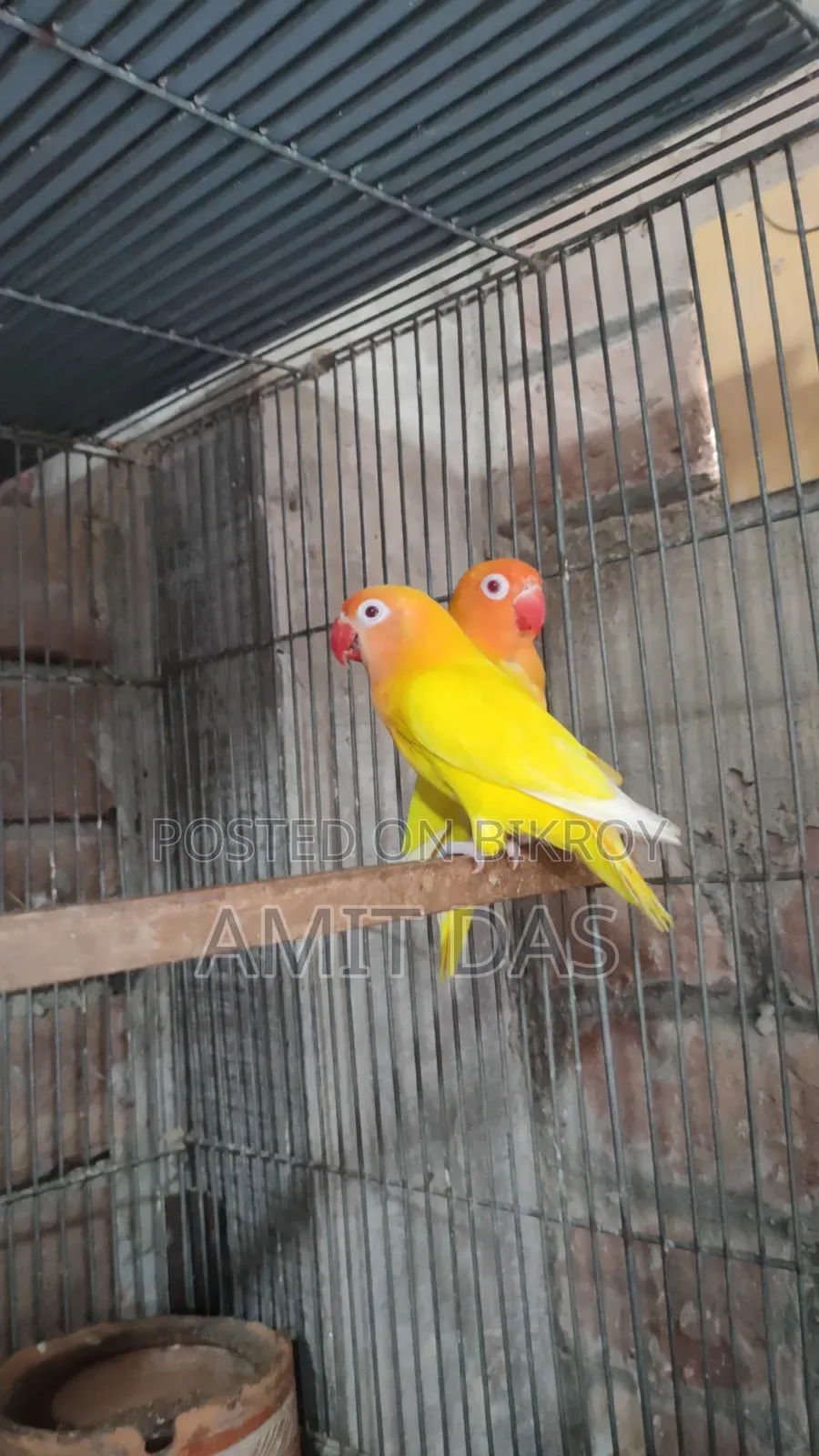 Love Bird Pair