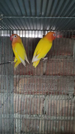 Love Bird Pair