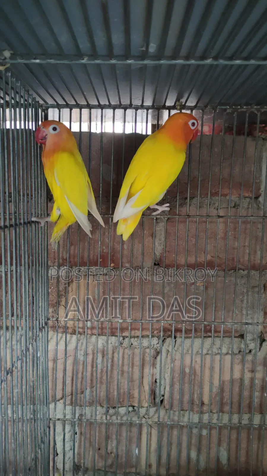 Love Bird Pair