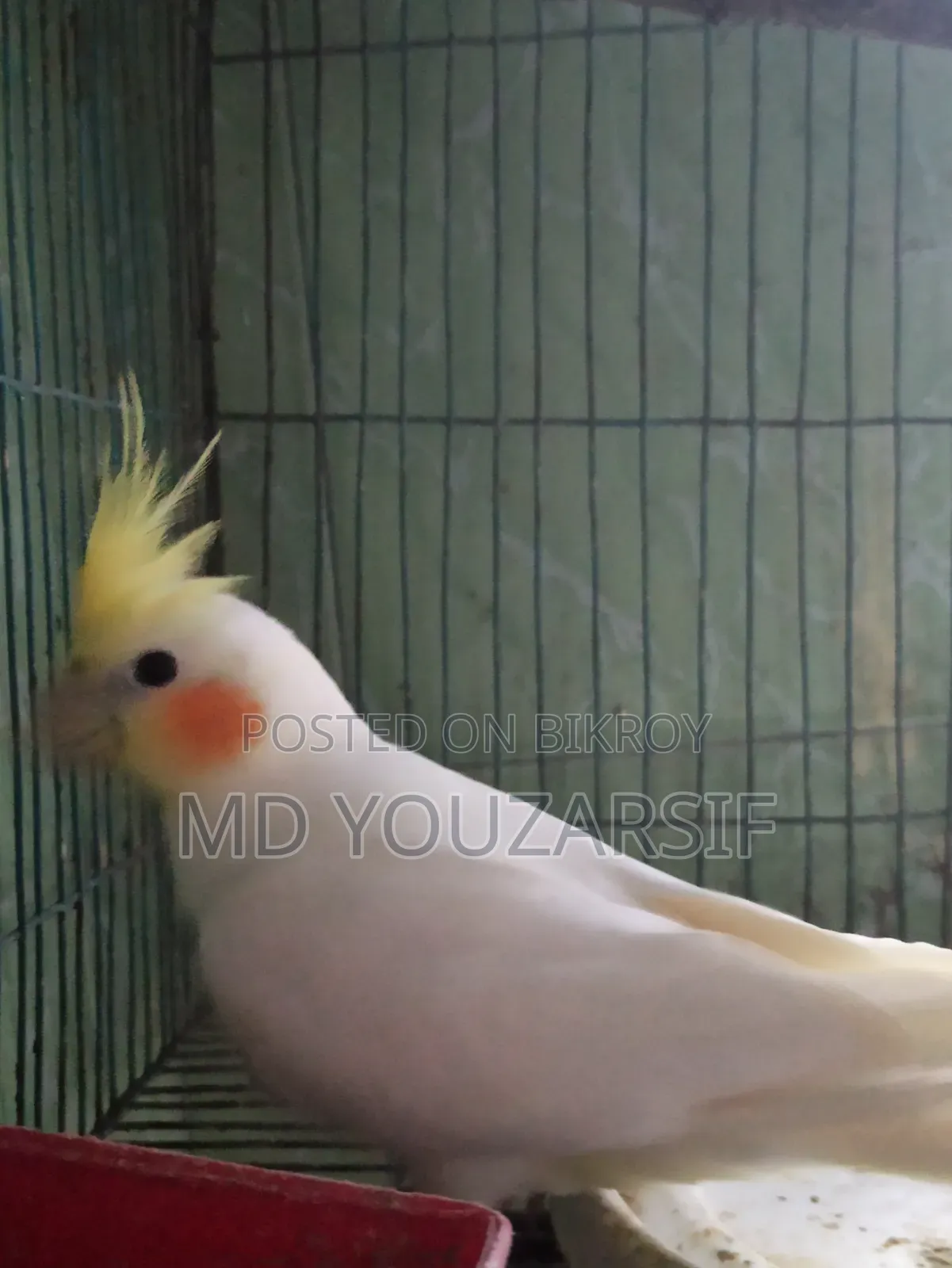 Tame Cockatiel Bird for Sale