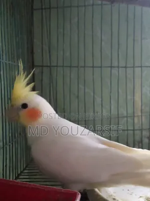 Tame Cockatiel Bird for Sale