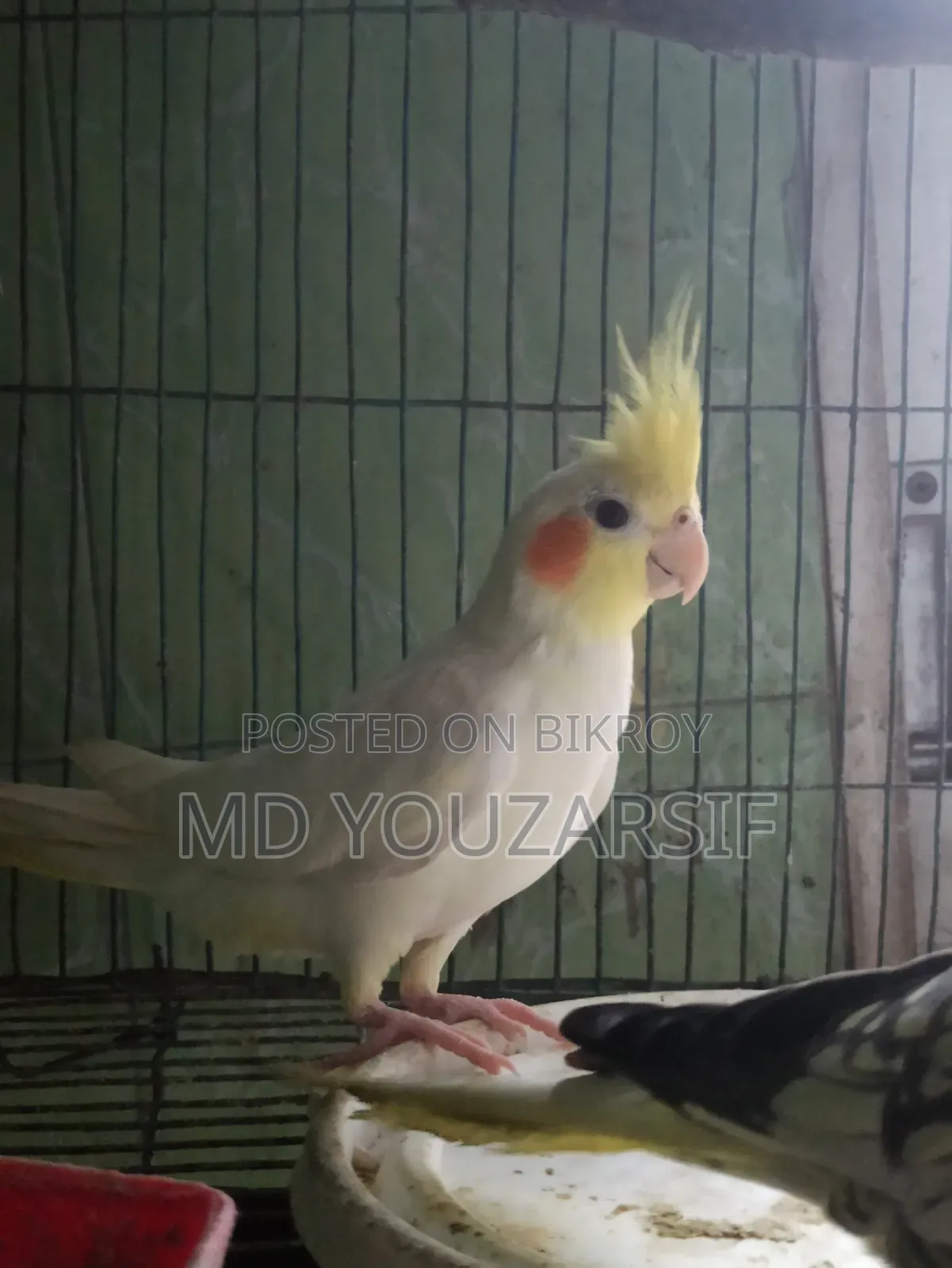 Tame Cockatiel Bird for Sale