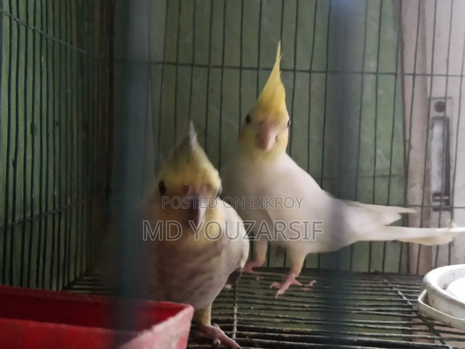 Tame Cockatiel Bird for Sale