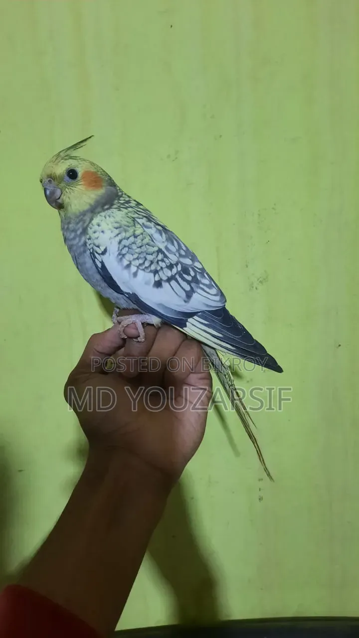 Tame Cockatiel Bird for Sale
