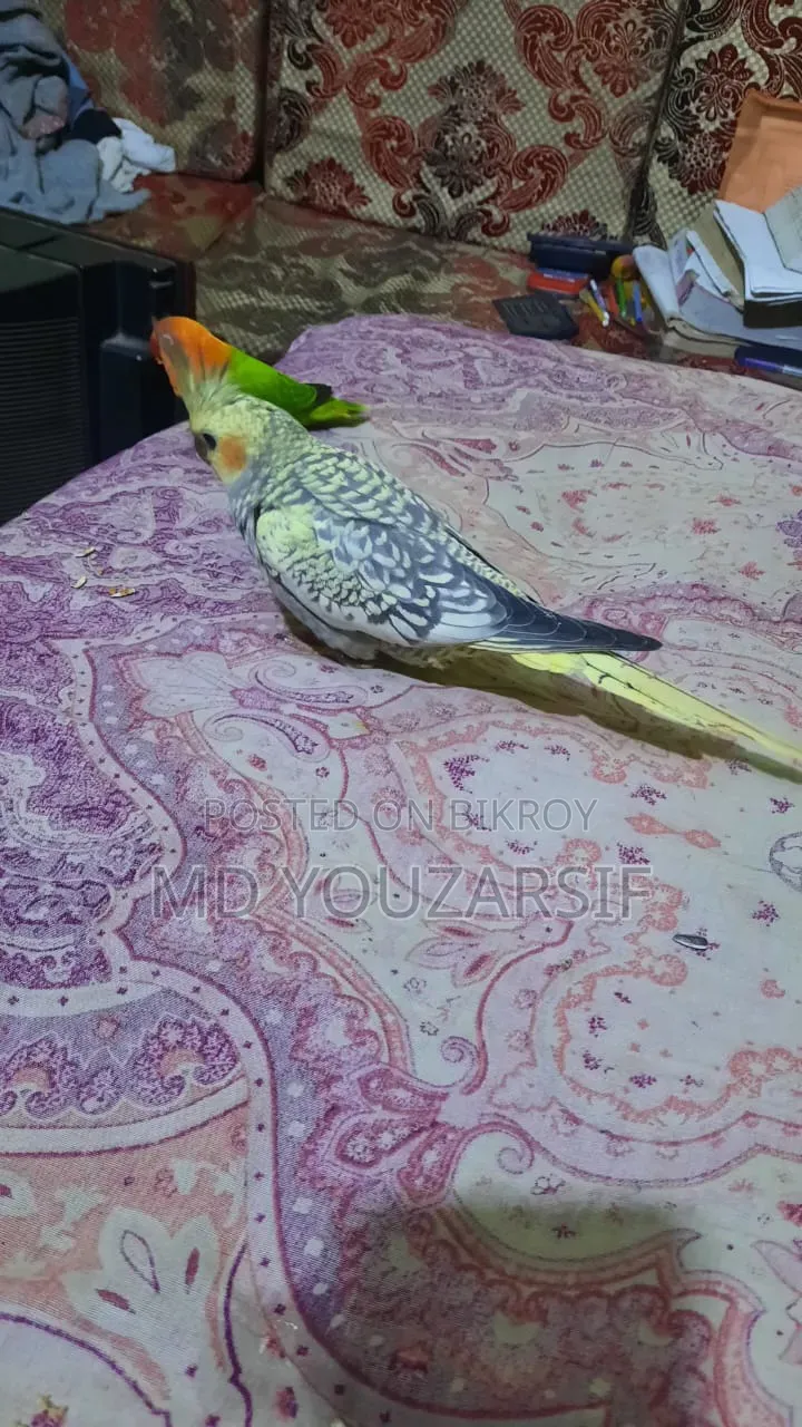 Tame Cockatiel Bird for Sale