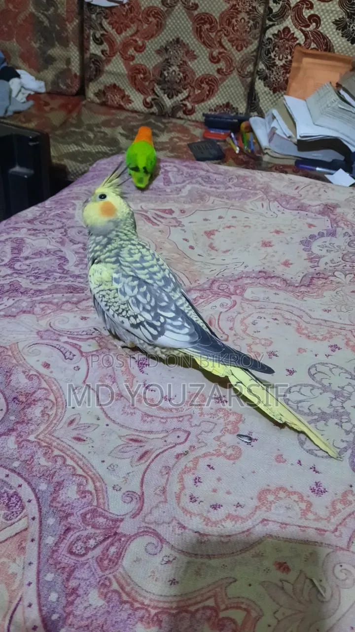 Tame Cockatiel Bird for Sale